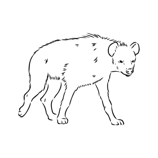 Γραφικό vintage σκίτσο της ύαινας, διανυσματική απεικόνιση — Διανυσματικό Αρχείο