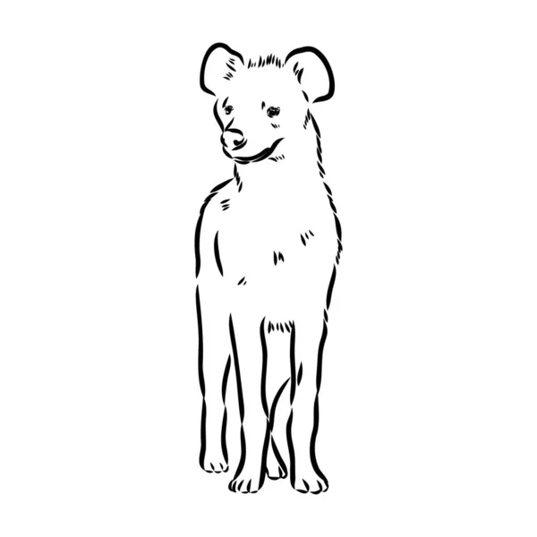 Esboço vintage gráfico de hiena, ilustração vetorial —  Vetores de Stock