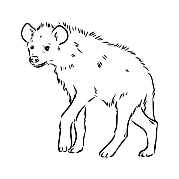 벡터 삽화 , hyena 의 Graphical vintage sketch of hyena — 스톡 벡터