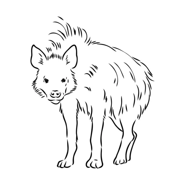 Dibujo gráfico vintage de hiena, ilustración vectorial — Archivo Imágenes Vectoriales