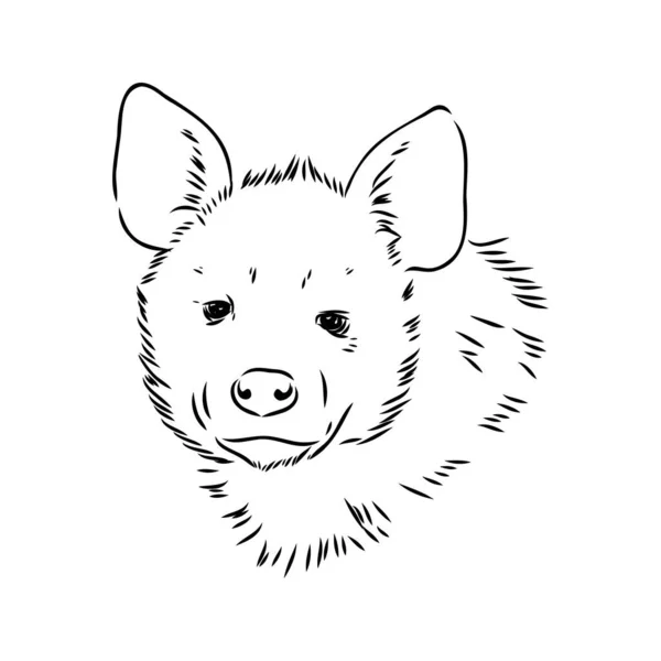 Grafische vintage schets van hyena, vectorillustratie — Stockvector