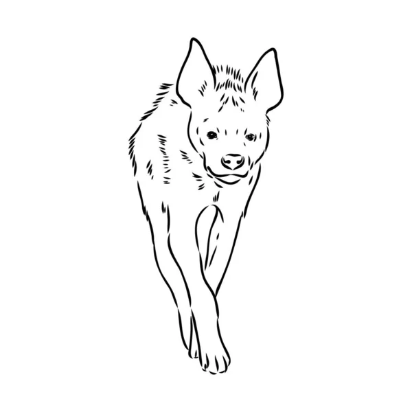 Grafische Vintage-Skizze der Hyäne, Vektorillustration — Stockvektor