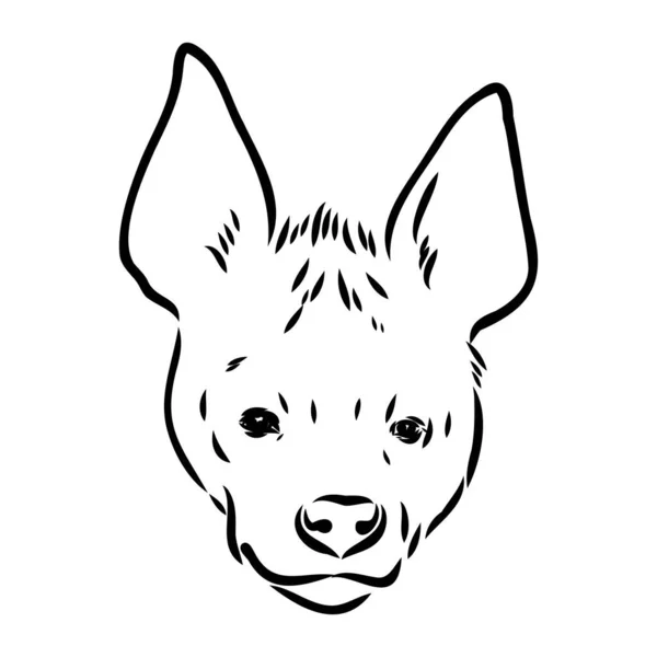 Grafische vintage schets van hyena, vectorillustratie — Stockvector