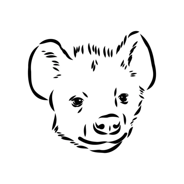 Grafische vintage schets van hyena, vectorillustratie — Stockvector