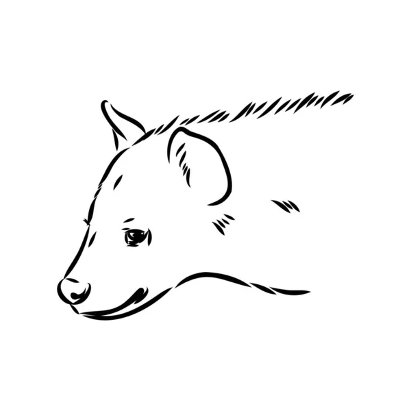 벡터 삽화 , hyena 의 Graphical vintage sketch of hyena — 스톡 벡터