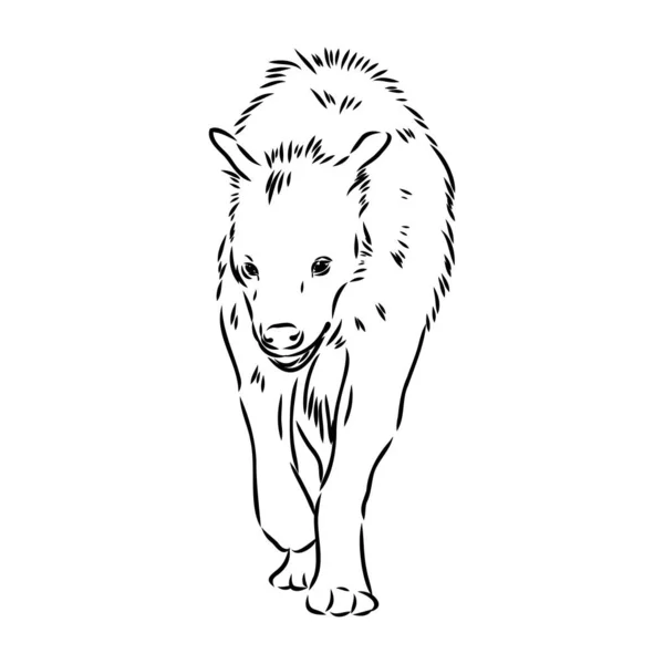 Esquisse graphique vintage d'hyène, illustration vectorielle — Image vectorielle