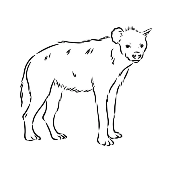 Grafische vintage schets van hyena, vectorillustratie — Stockvector