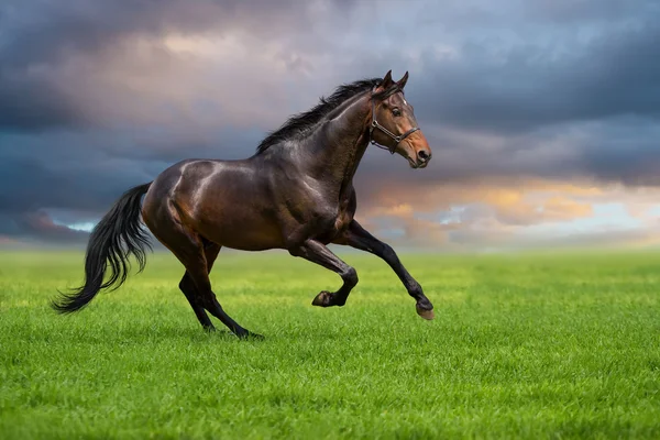 Galope de cavalo em uma grama verde — Fotografia de Stock