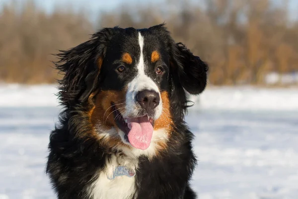 Bernese の犬の portraite — ストック写真