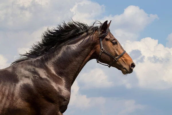 Portrait de cheval galopant — Photo