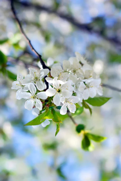 春の花 — ストック写真