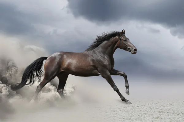 Galope de cavalo no deserto — Fotografia de Stock