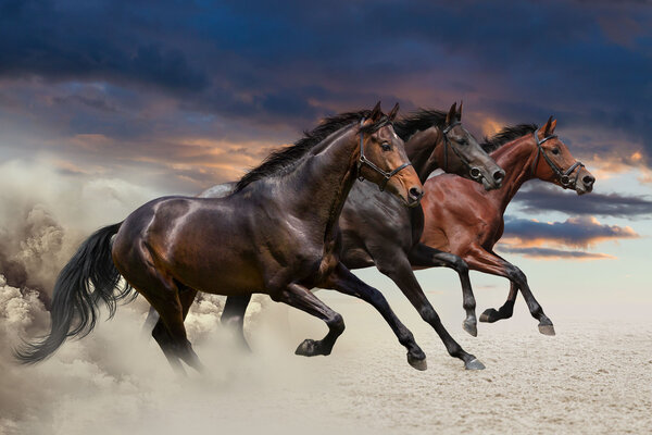 Three horses running at a gallop