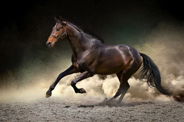 Конь скачет по пустыне — стоковое фото