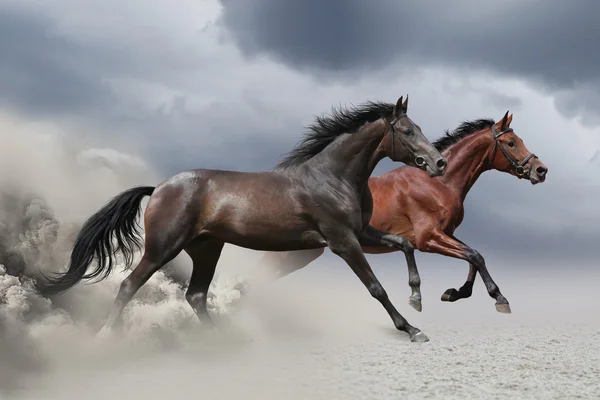 Två hästar att köra i galopp — Stockfoto