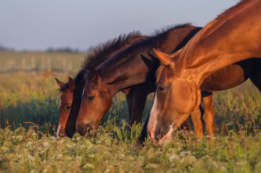 Horse grazing on pasture clipart