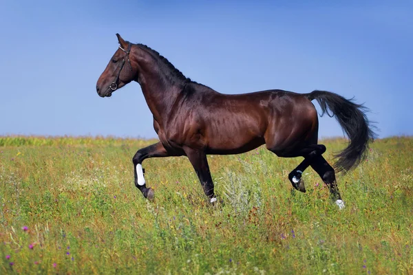 Koń kłus — Zdjęcie stockowe