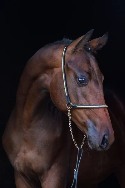 Hest oven på den sort baggrund - Stock-foto