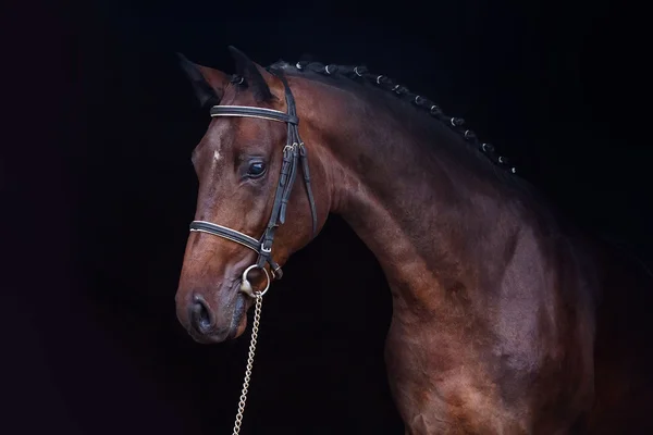 Häst på svart bakgrund — Stockfoto