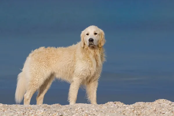 Golden Retriever — Stok fotoğraf