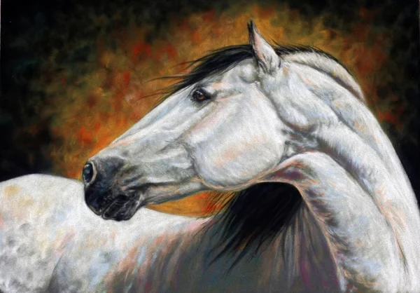 Retrato de cavalo andaluz — Fotografia de Stock