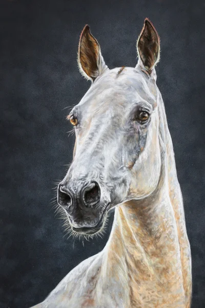 Witte achal teke paard portret — Stockfoto