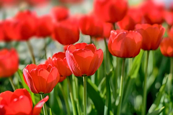Red tulips Stock Picture