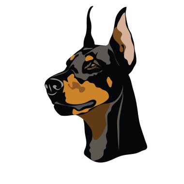 Doberman portre
