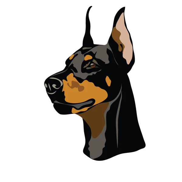 Retrato de Doberman — Vetor de Stock