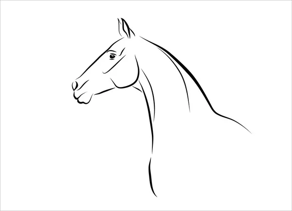 Akhal-teke horse — Stock Vector