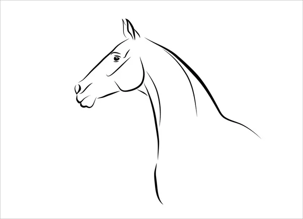 Caballo de Akhal-Teke — Archivo Imágenes Vectoriales