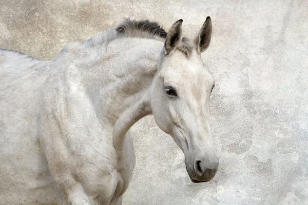 Portret van een prachtig wit paard — Stockfoto