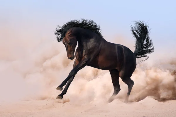 Galope de corrida de cavalos — Fotografia de Stock