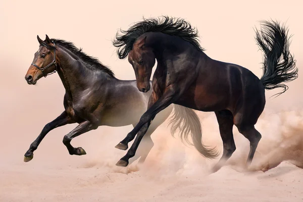 Two horse in dust — Stock Photo, Image