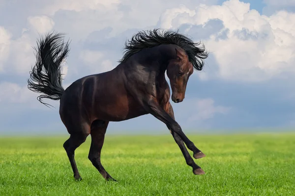 緑の芝生の上の馬のギャロップ — ストック写真