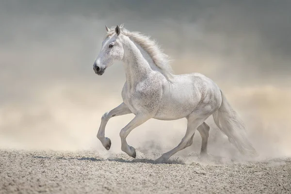 Prachtig Wit Paard Met Lange Manen Woestijnstof — Stockfoto