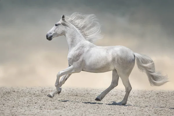 美丽的白马 长长的鬃毛在沙漠的尘土中奔跑 — 图库照片