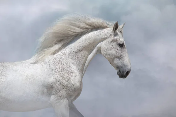 Caballo Blanco Con Melena Larga Corre Libre Contra Cielo Del —  Fotos de Stock