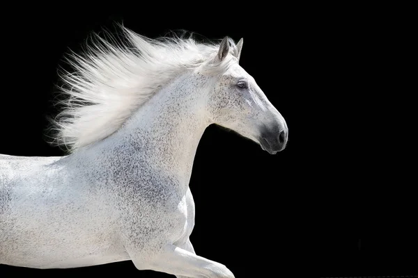 Retrato Cavalo Branco Com Crina Longa Sobre Fundo Preto — Fotografia de Stock