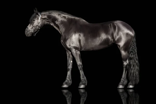 Black frisian horse exterior isolated on black background