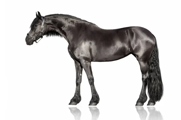 Чёрная Фризская Лошадь Белом Фоне — стоковое фото