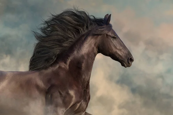 Frisian Horse Long Mane Run Gallop Beautiful Sky — Stock Photo, Image