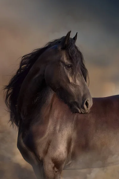 Cheval Noir Frisien Portrait Contre Poussière Désert — Photo