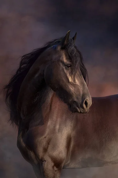 Black frisian horse portrait against desert dust