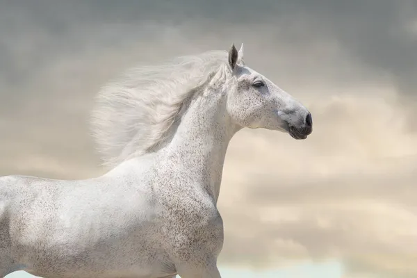 Caballo Blanco Con Melena Larga Corre Libre Contra Cielo Del —  Fotos de Stock