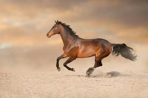 Bay Hingst Med Lång Man Springa Snabbt Mot Dramatisk Himmel — Stockfoto