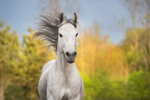 Biały Koń Długim Portretem Grzywy Ruchu — Zdjęcie stockowe