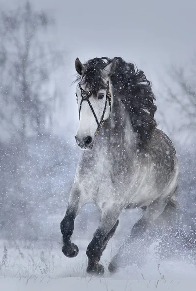 Gray Andalusian Horse Free Run Snow Winter Landscape Sunny Day — Stock Photo, Image