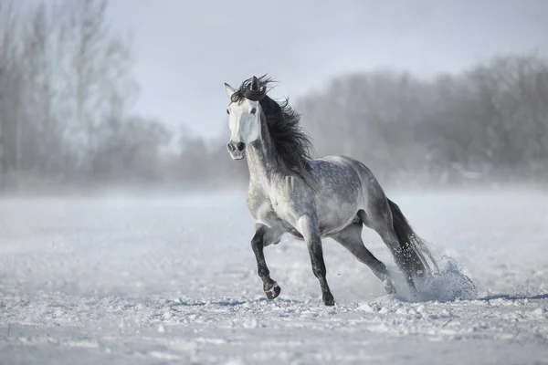 Cinza Cavalo Andaluz Livre Correr Neve Paisagem Inverno Dia Ensolarado — Fotografia de Stock