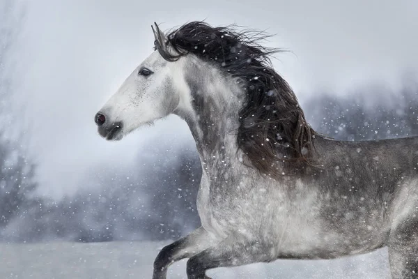 Gray Andalusian Horse Free Run Snow Winter Landscape — Stock Fotó